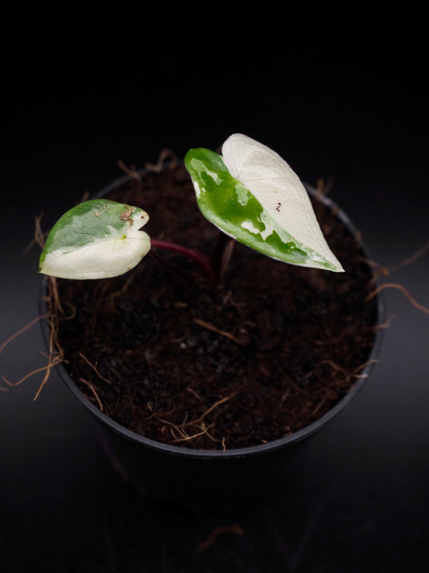 Alocasia Macrorrhiza Black Stem Variegata