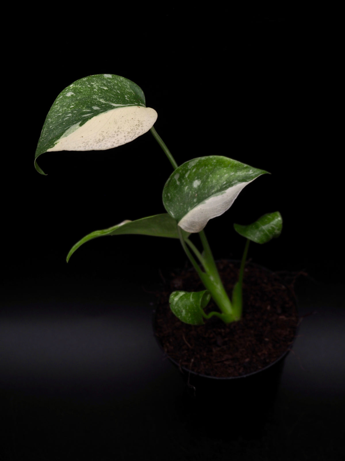 Monstera Green Snow