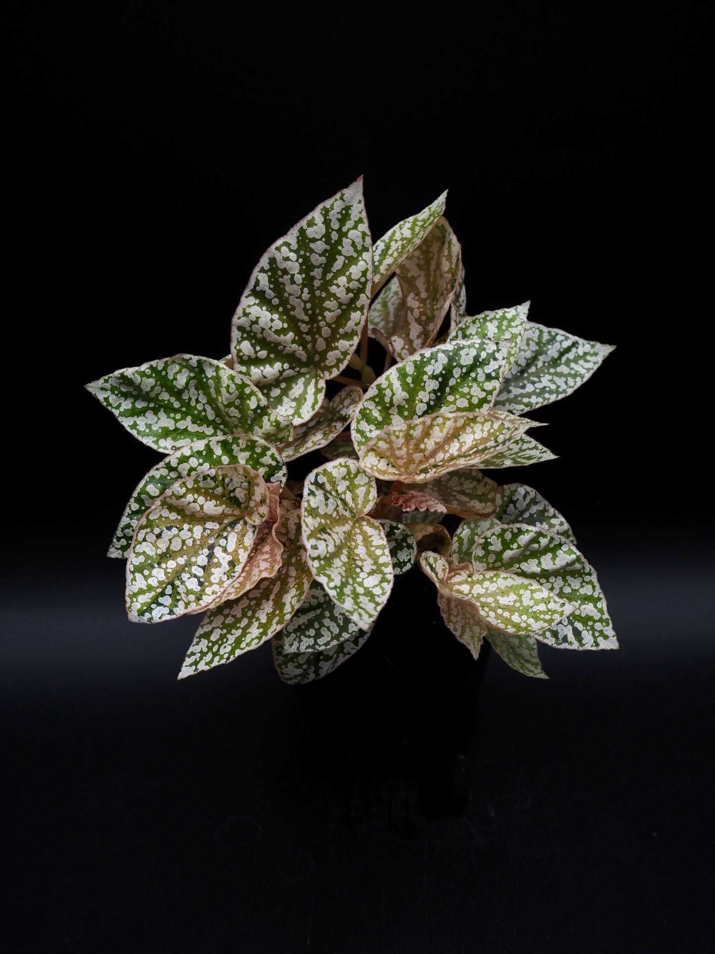 Begonia Snow capped variegata