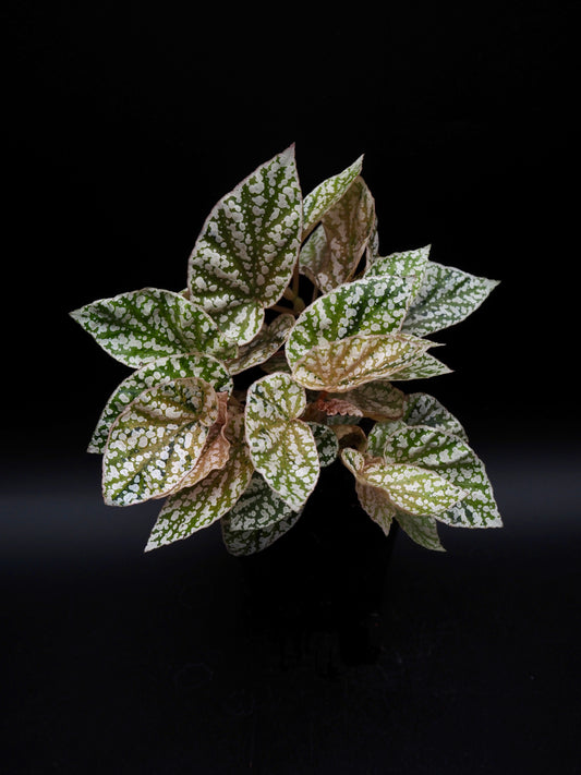 Begonia Snow capped variegata