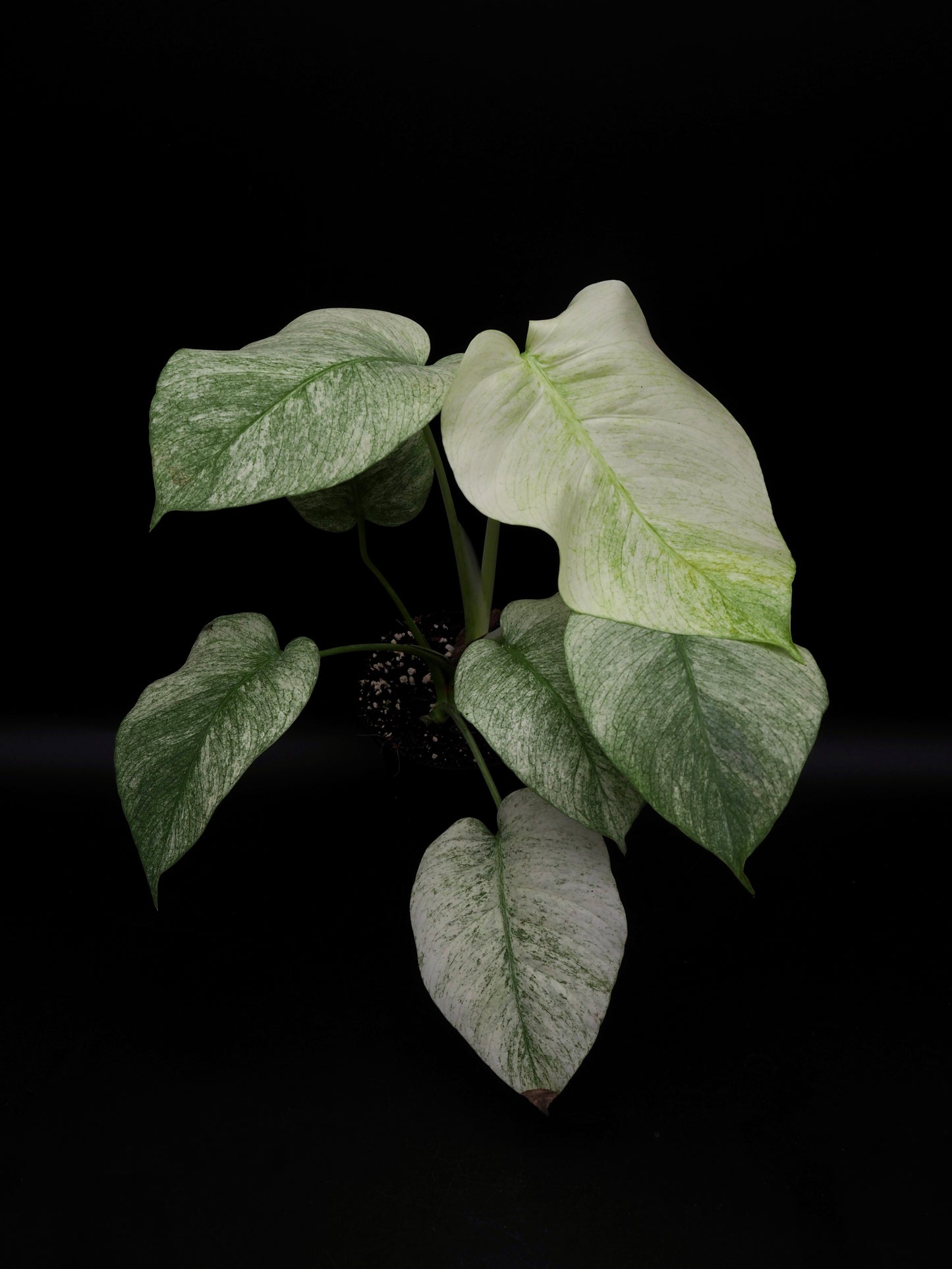 Monstera Jungle Full Mint