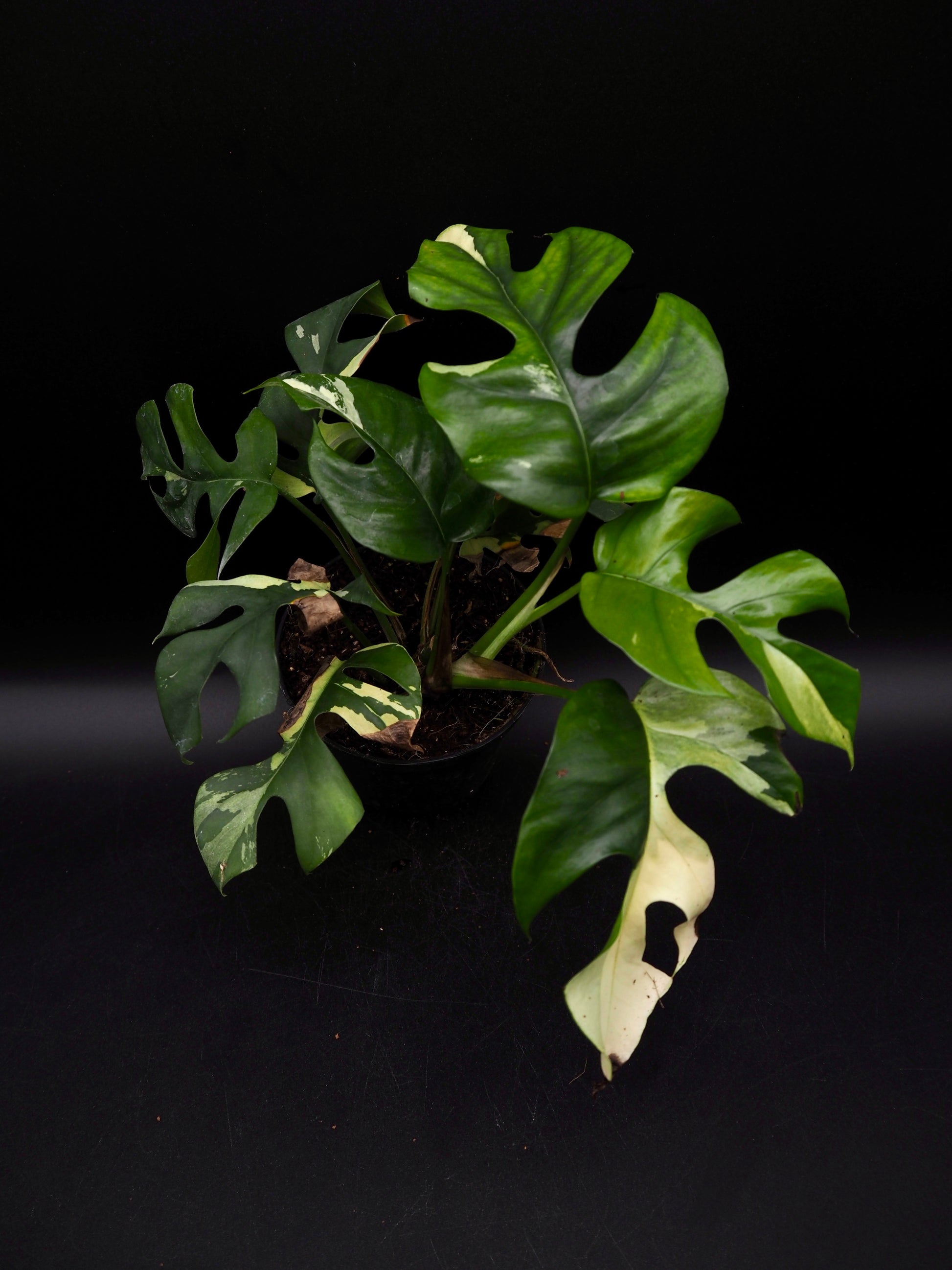 Rhaphidophora Tetrasperma Variegata – Jolaplants