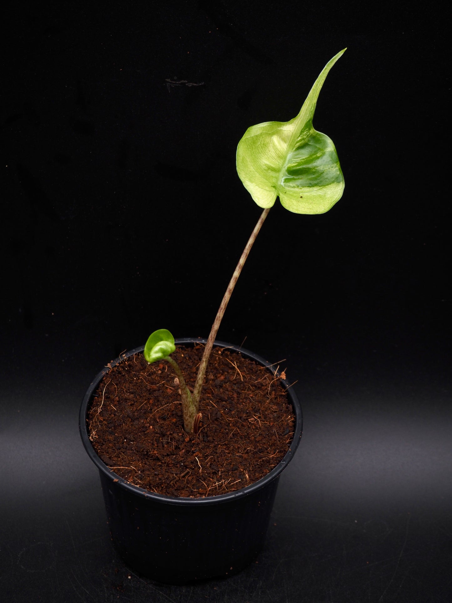 Alocasia Stingray Aurea Variegata