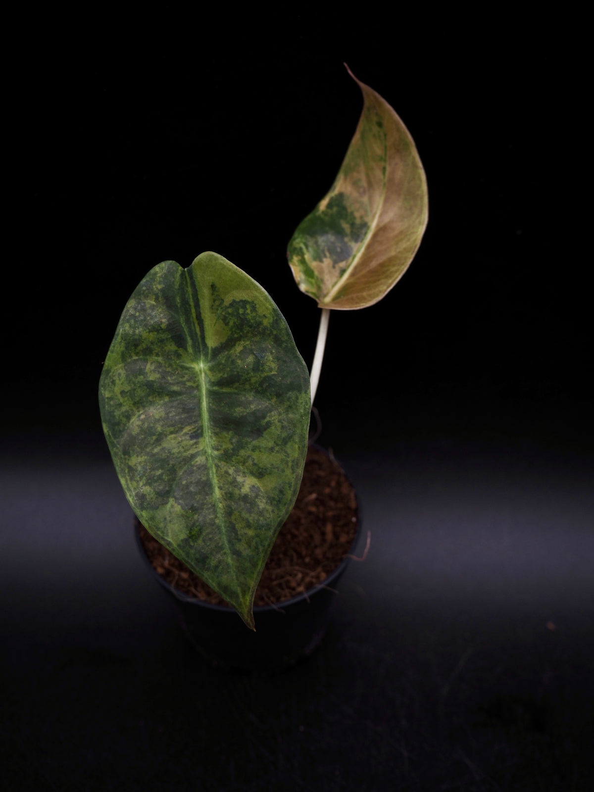 Alocasia Sedenii Aurea