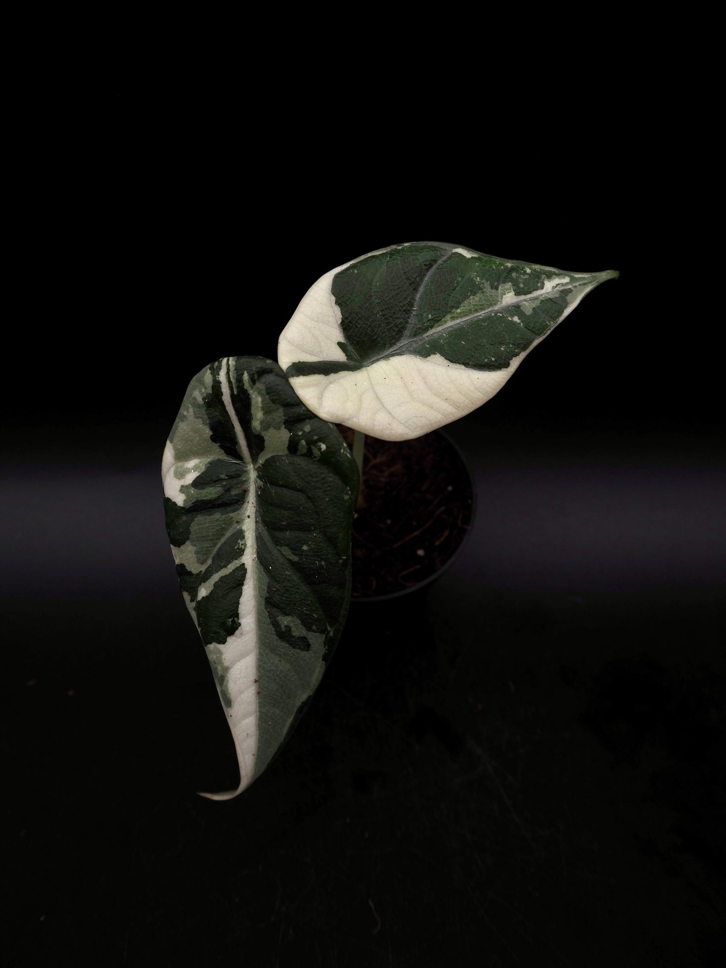 Alocasia Maharani Albo Variegata