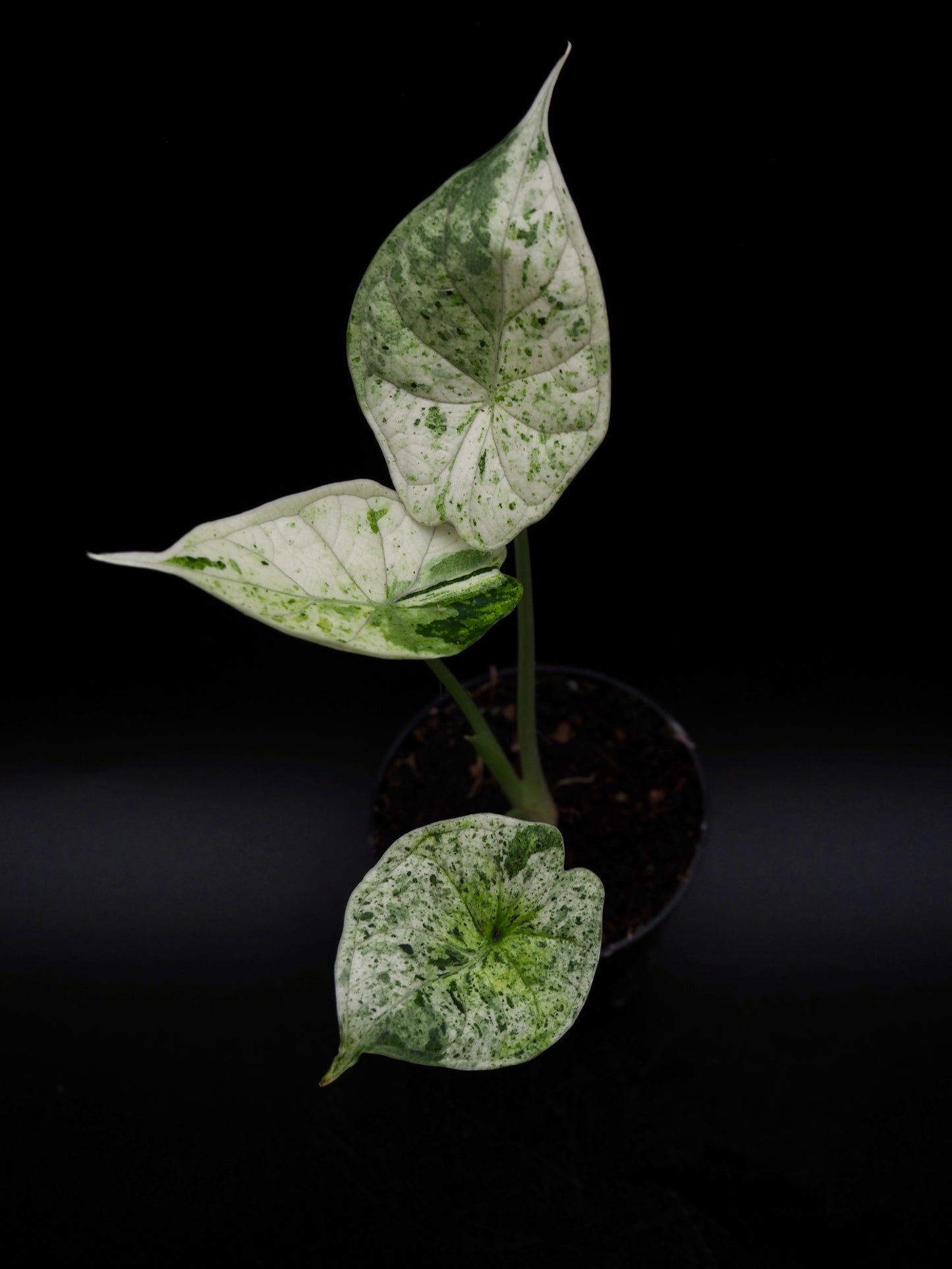 Alocasia Dragon Scale Menthe Variegata