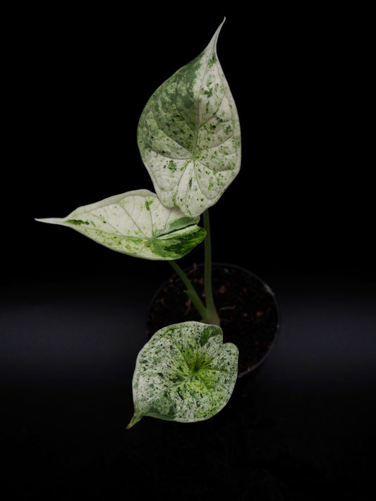 Alocasia Dragon Scale Menthe Variegata