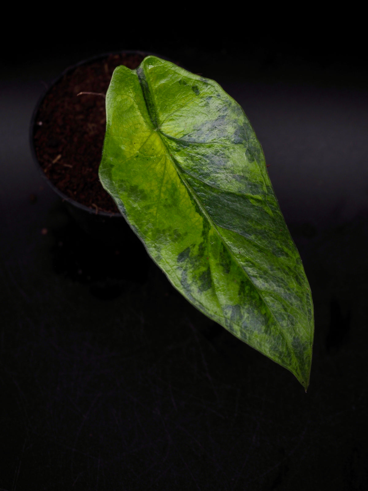 Alocasia Heterophylla Metallic Blue Aurea Variegata