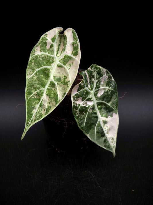 Alocasia Watsoniana Doff Albo/Pink