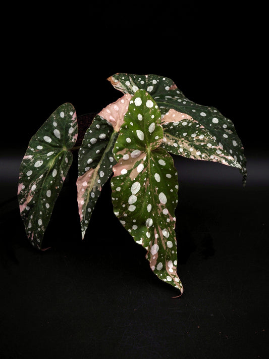 Begonia Maculata Pink Variegata