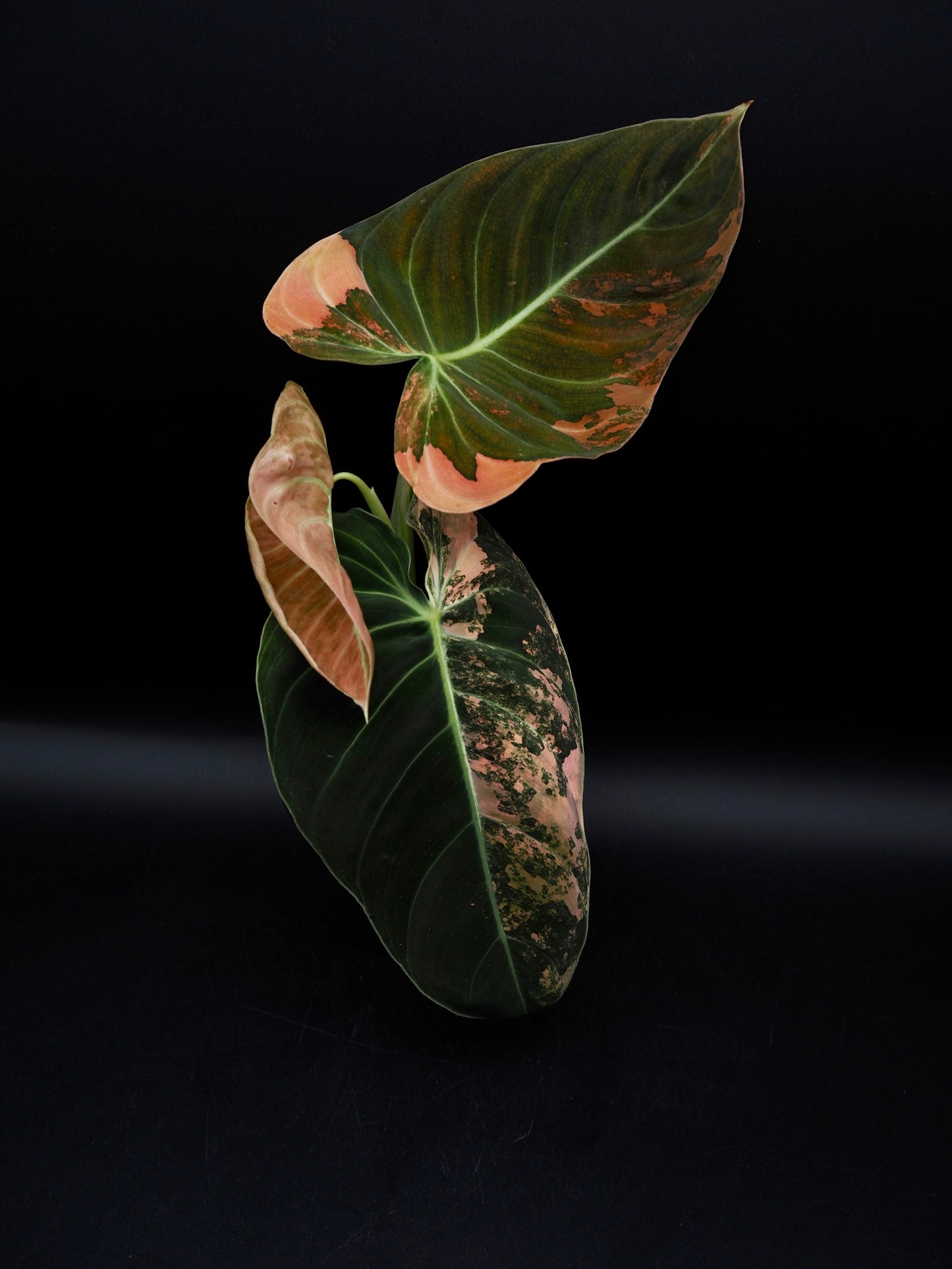 Philodendron Melanochrysum Bonfire