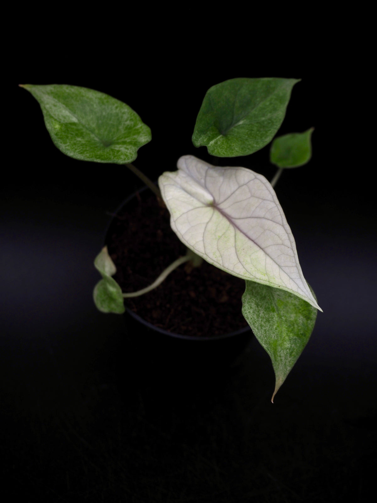 Alocasia Scalprum Mint