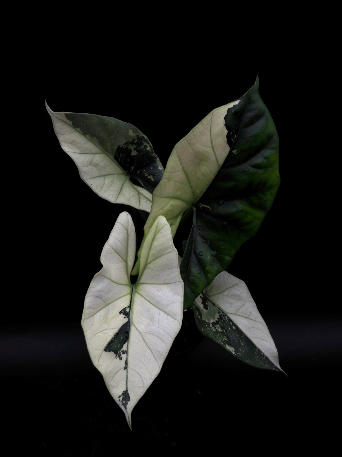 Alocasia Simpo Albo
