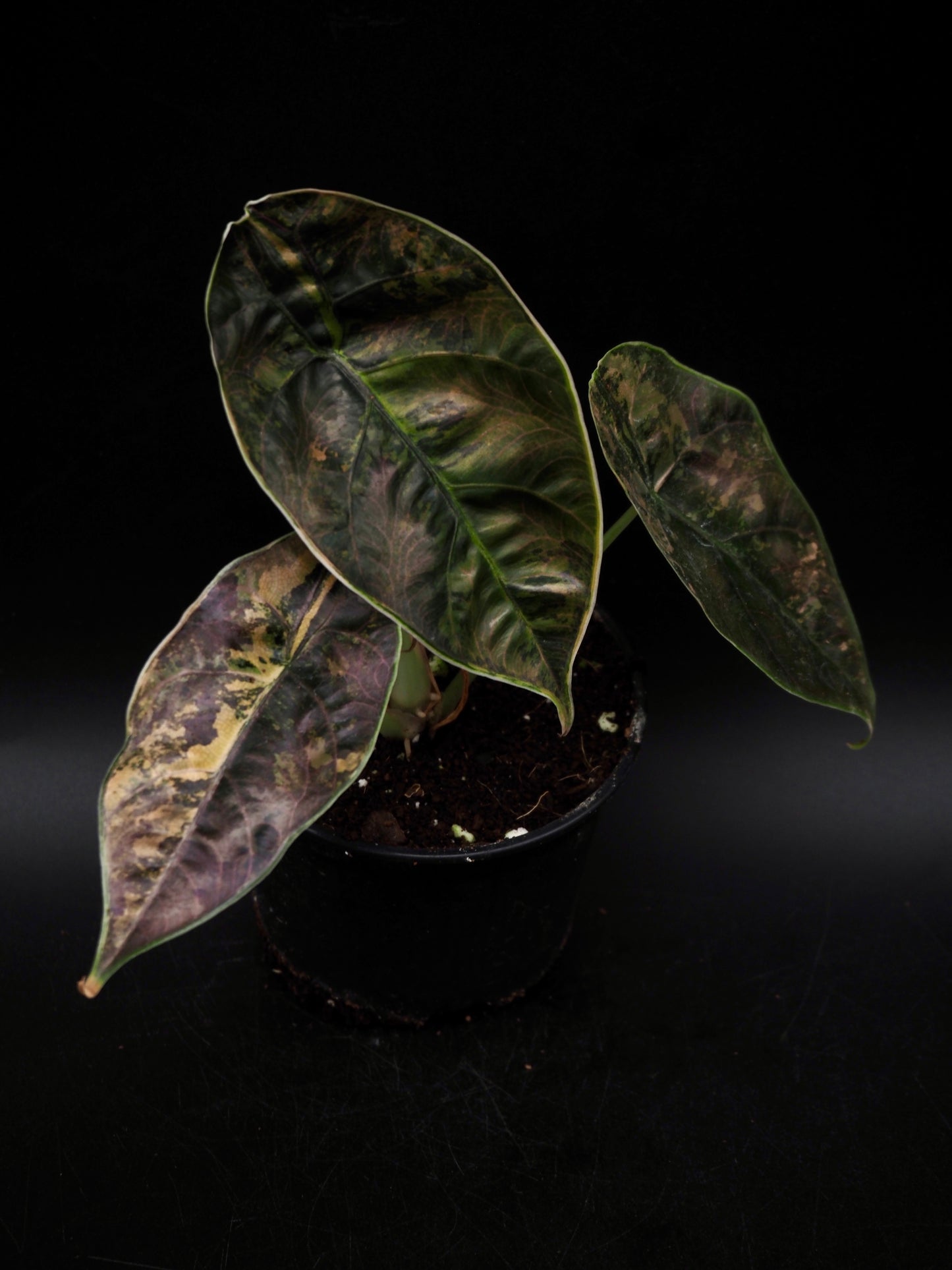 Alocasia Azlanii Aurea