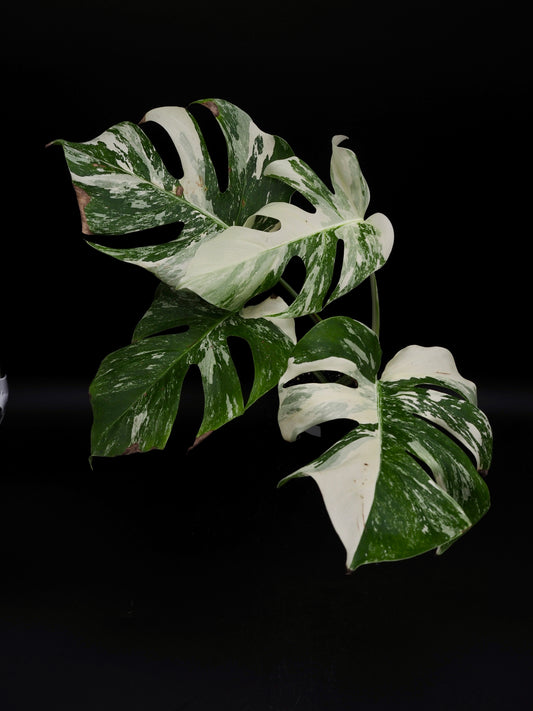 Monstera Borsigiana Albo Variegata
