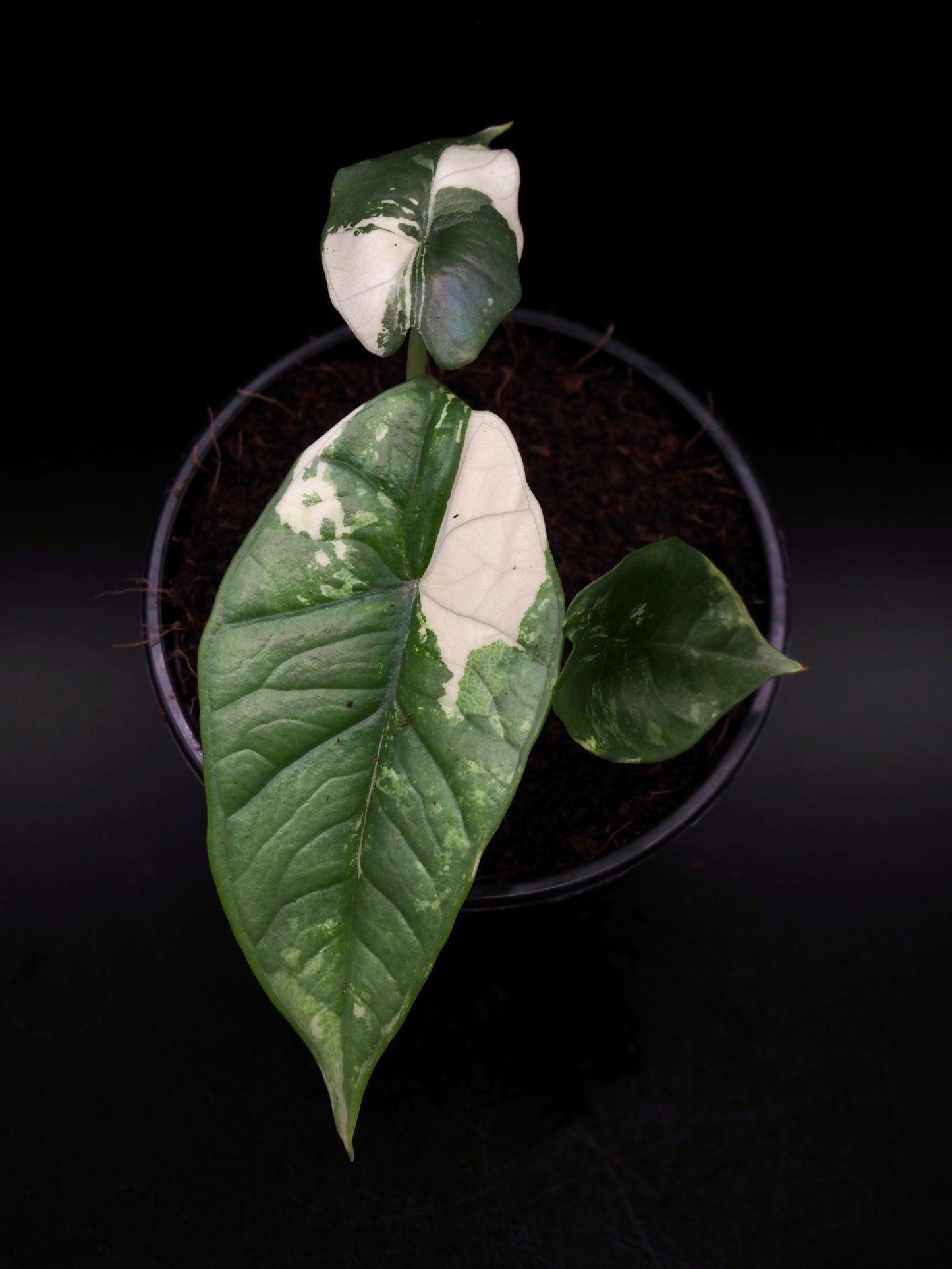 Alocasia Platinum Albo