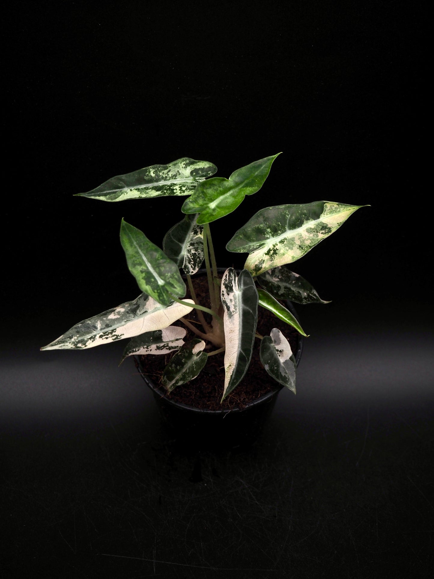 Alocasia Bambino Pink Variegata