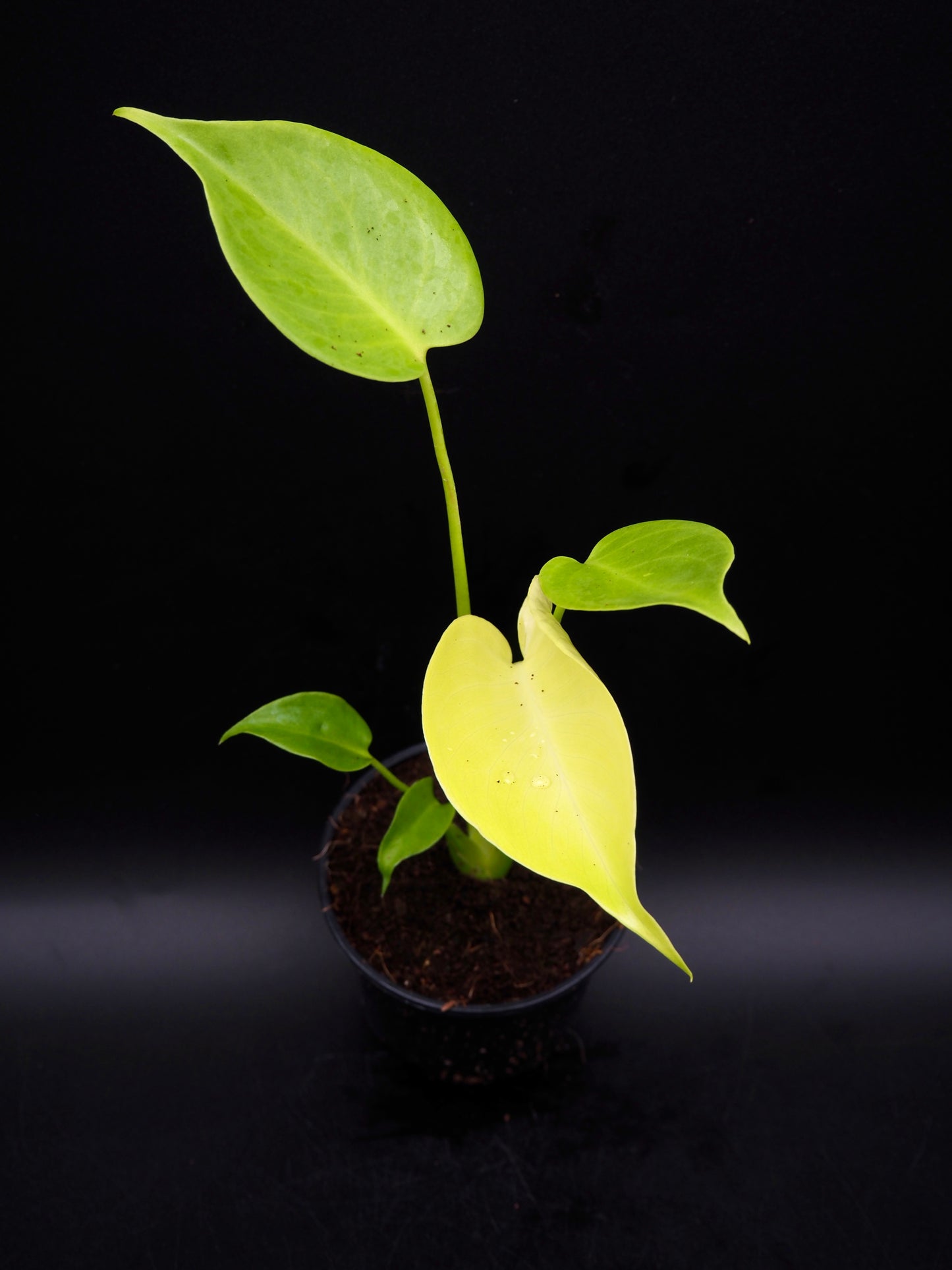 Monstera Citron Vert