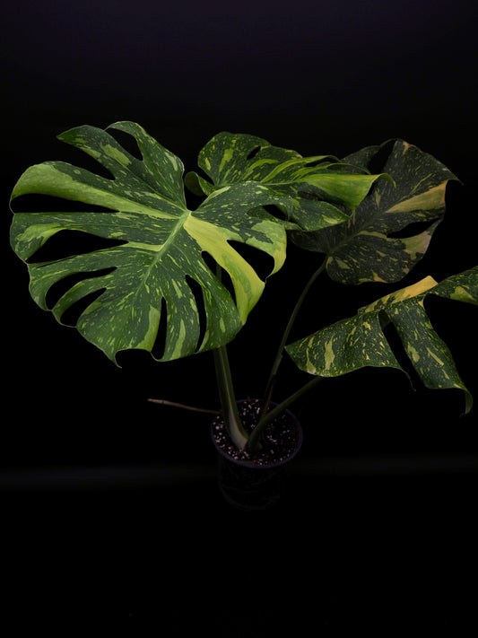 Monstera Deliciosa Electrolyte