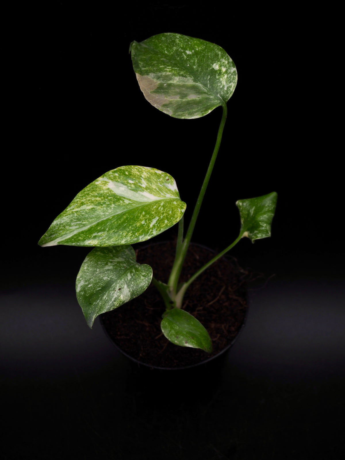 Monstera Green Snow