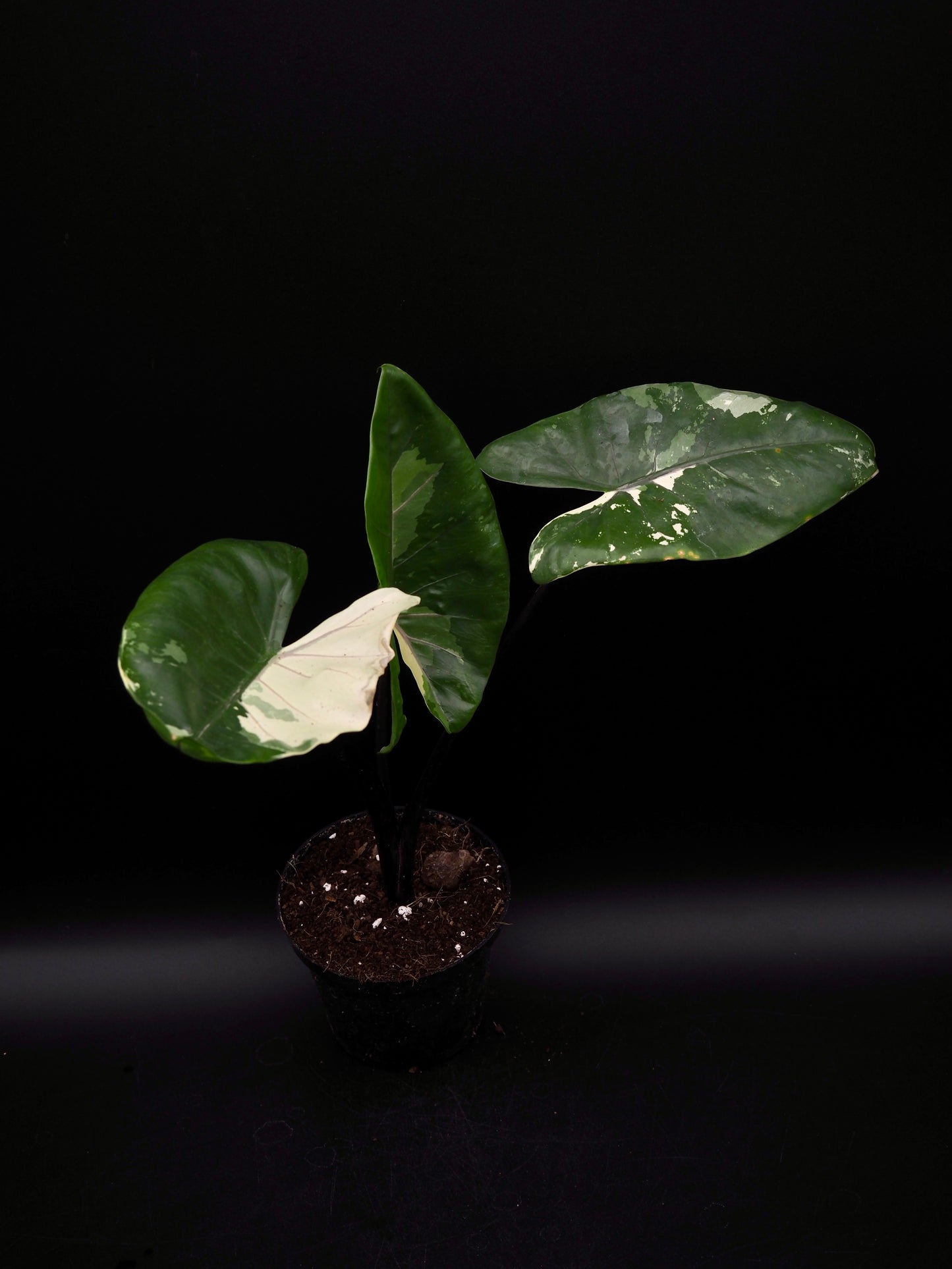 Alocasia Macrorrhiza Black Stem Variegata