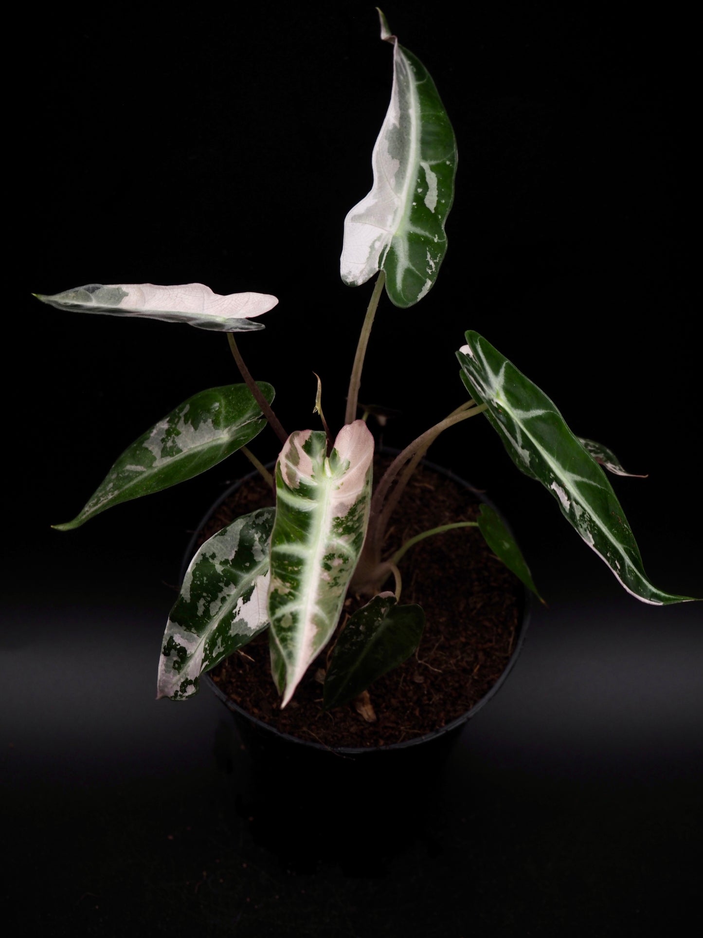 Alocasia Bambino Rose Variegata