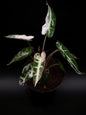 Alocasia Bambino Rose Variegata