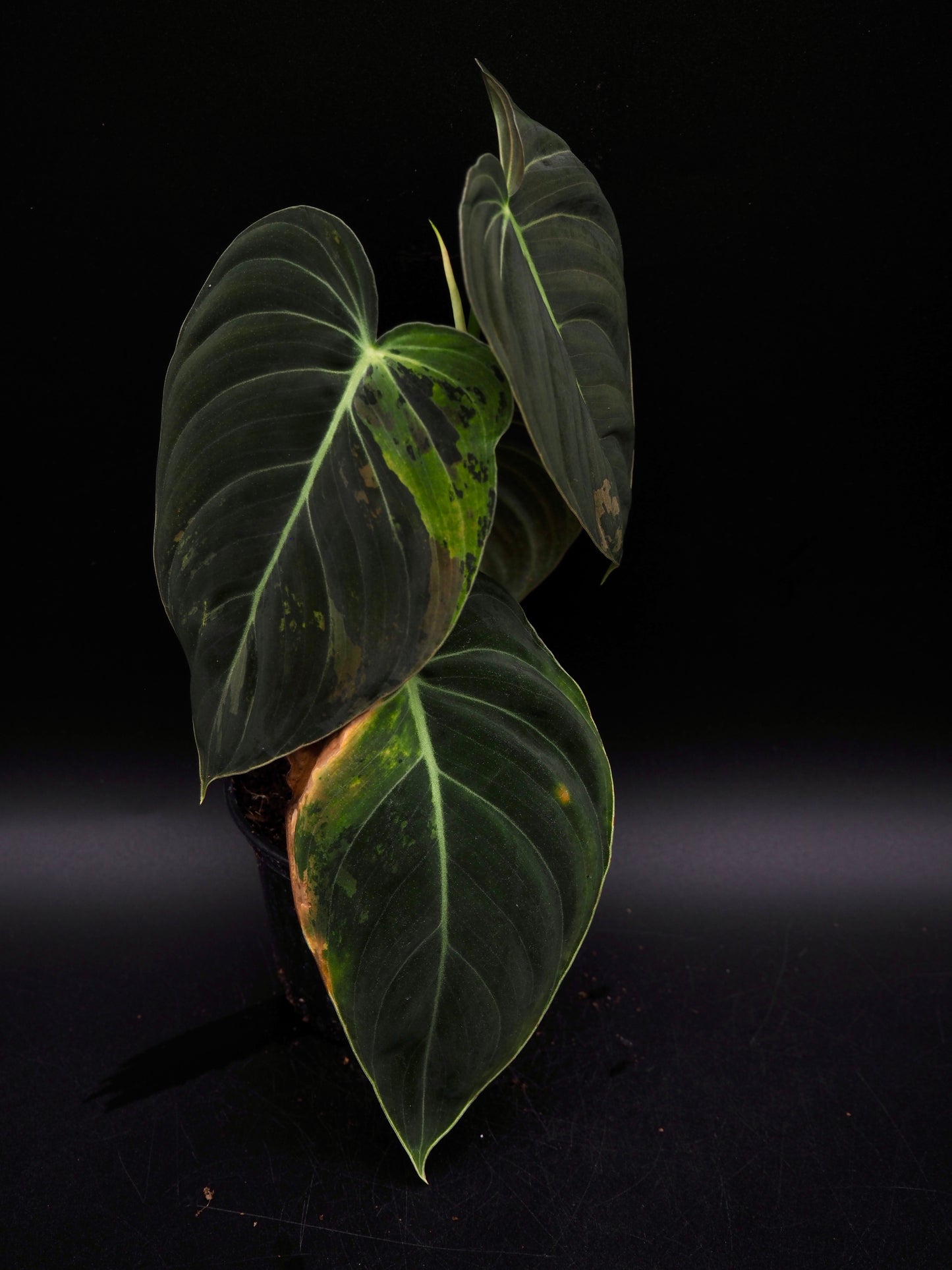 Philodendron Melanochrysum Variegata