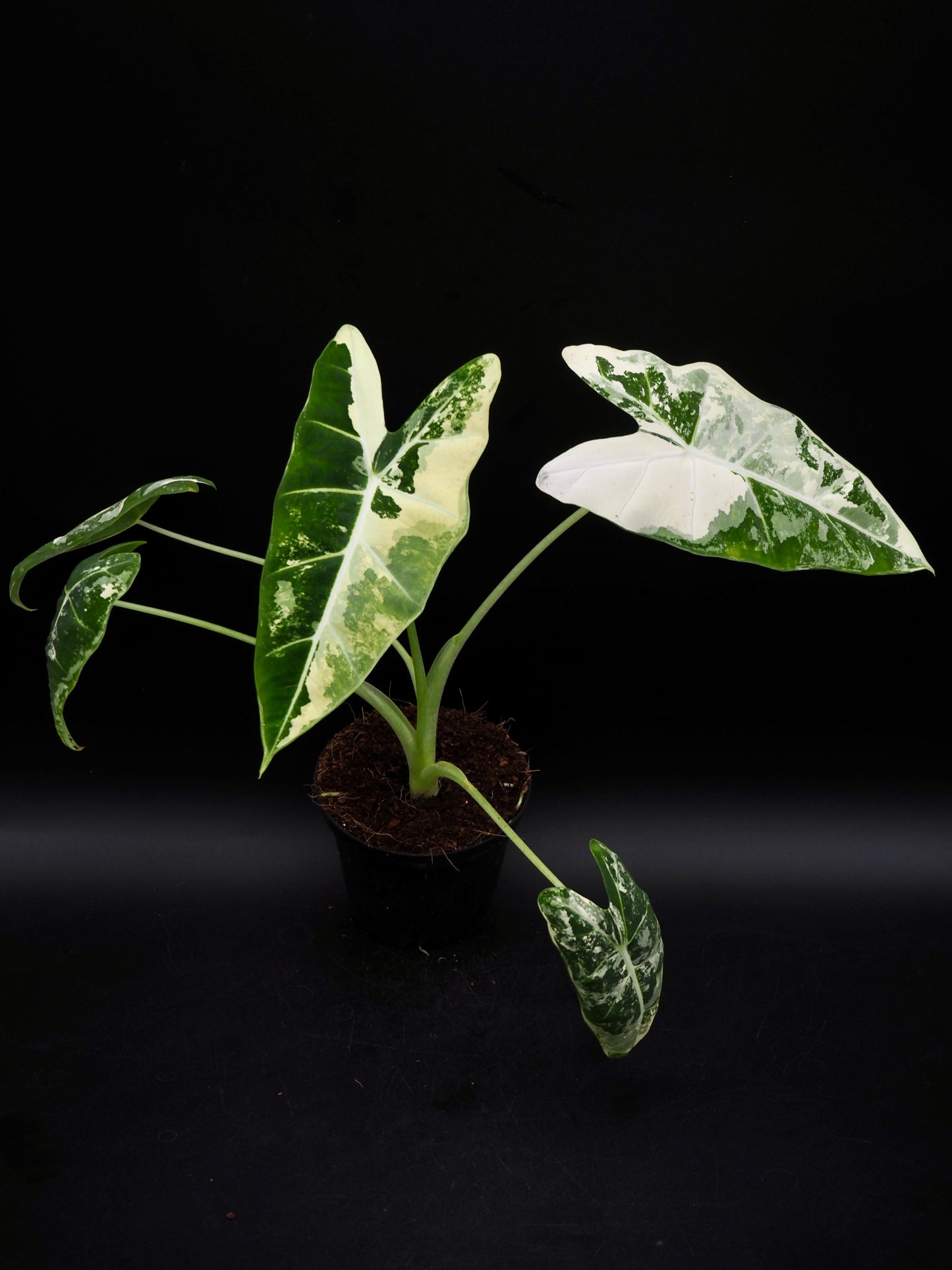 Alocasia Frydek Variegata