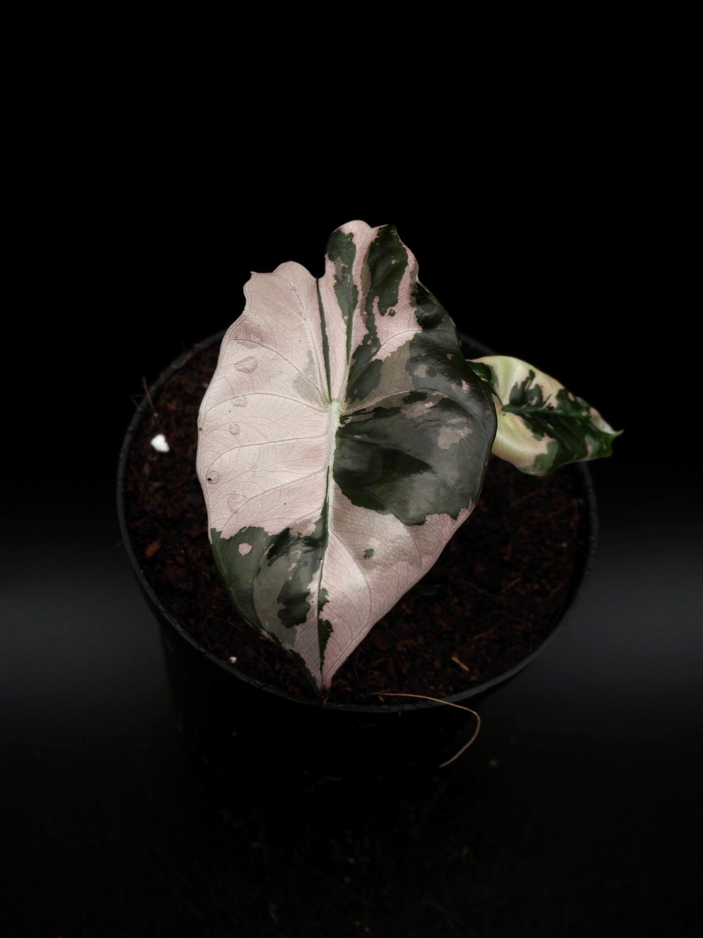 Alocasia Chantrieri Pink