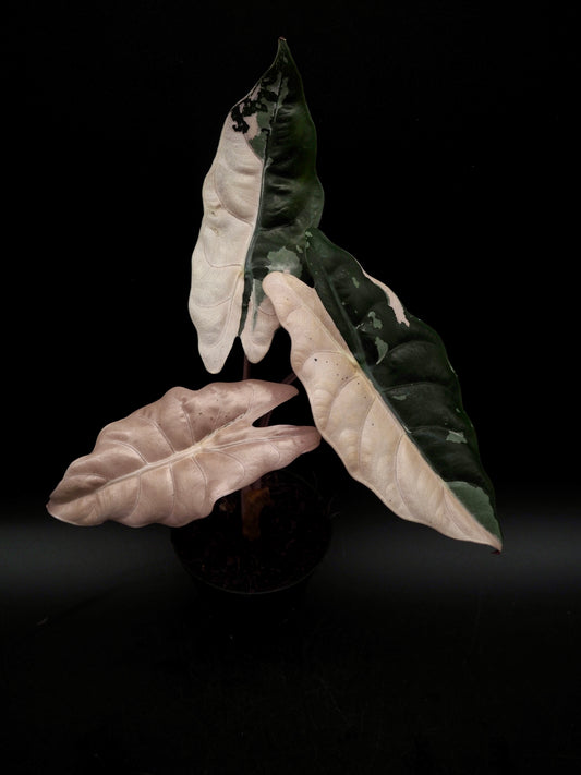 Alocasia Chantrieri Pink Variegata