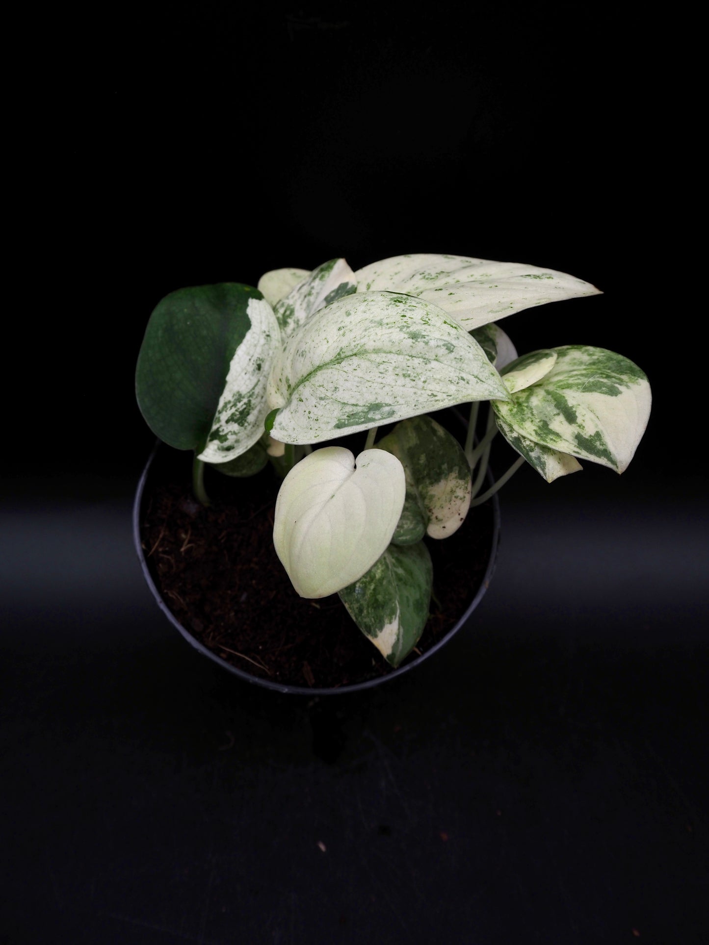 Scindapsus Jade Satin Marble