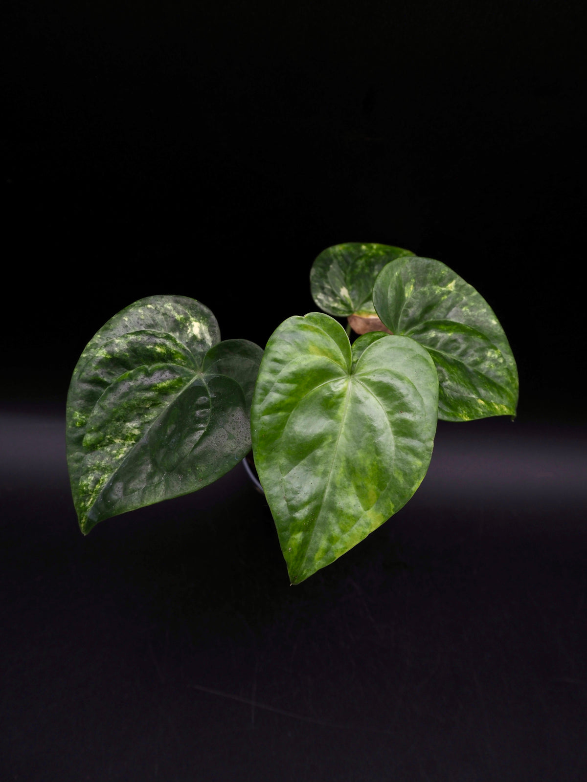 Anthurium Sweetlove x Pedatoradiatum Variegata
