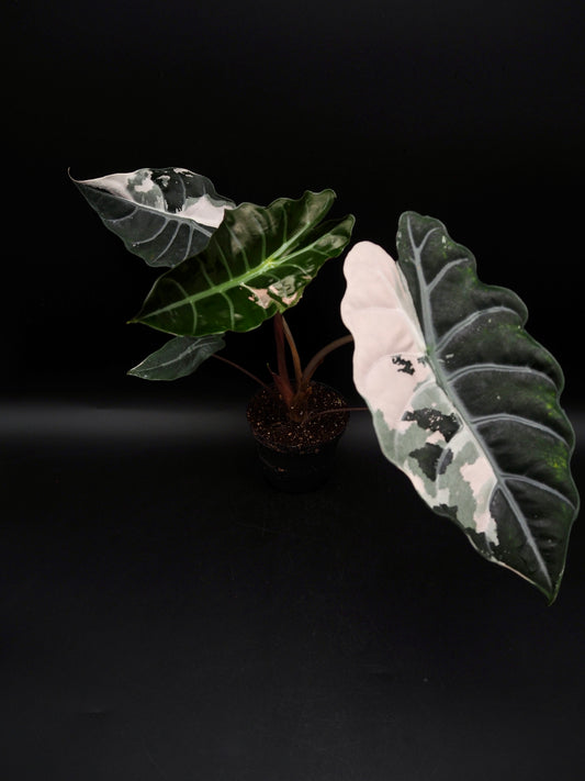 Alocasia Chantrieri Pink