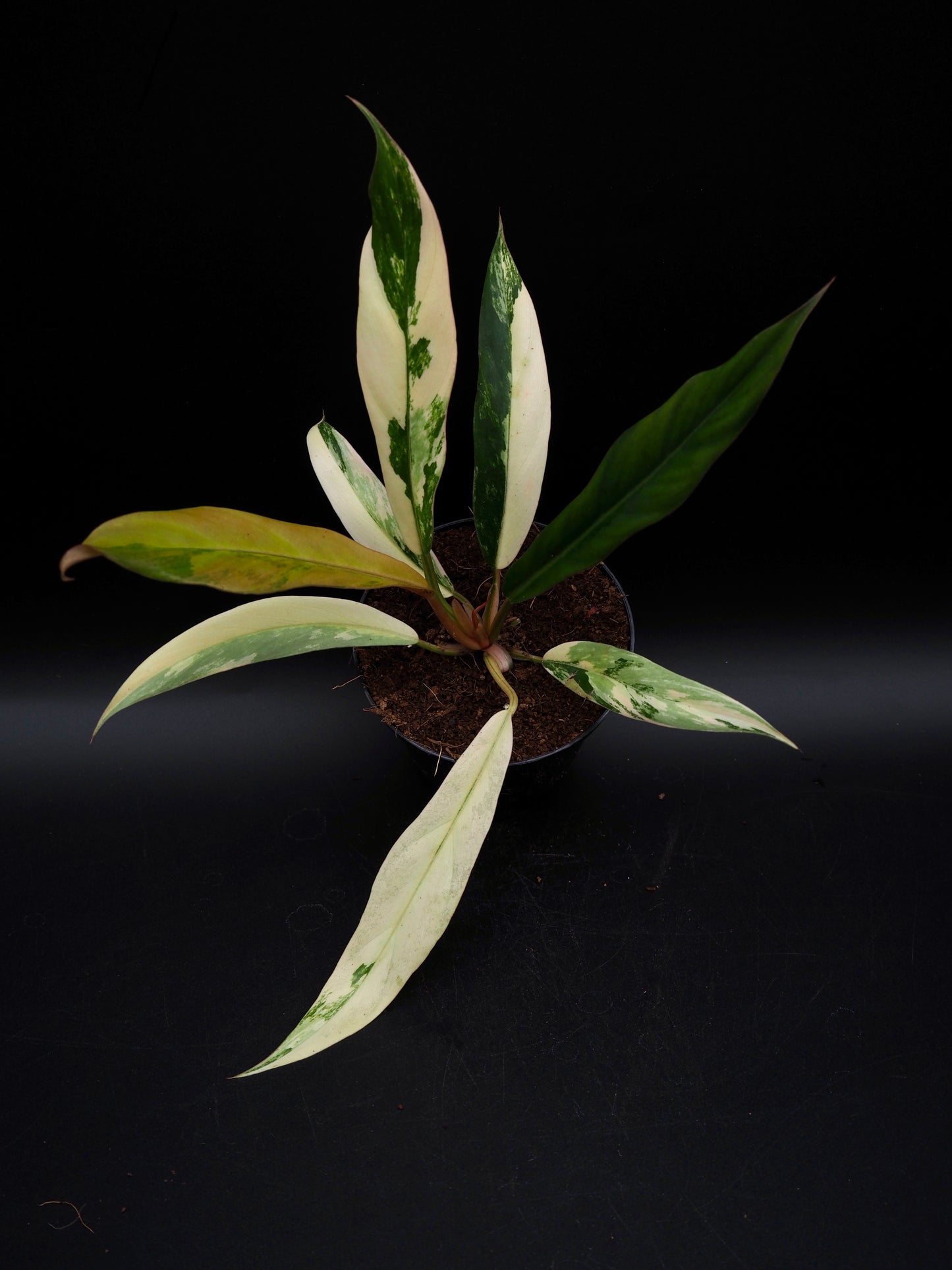 Philodendron Caramel Marble