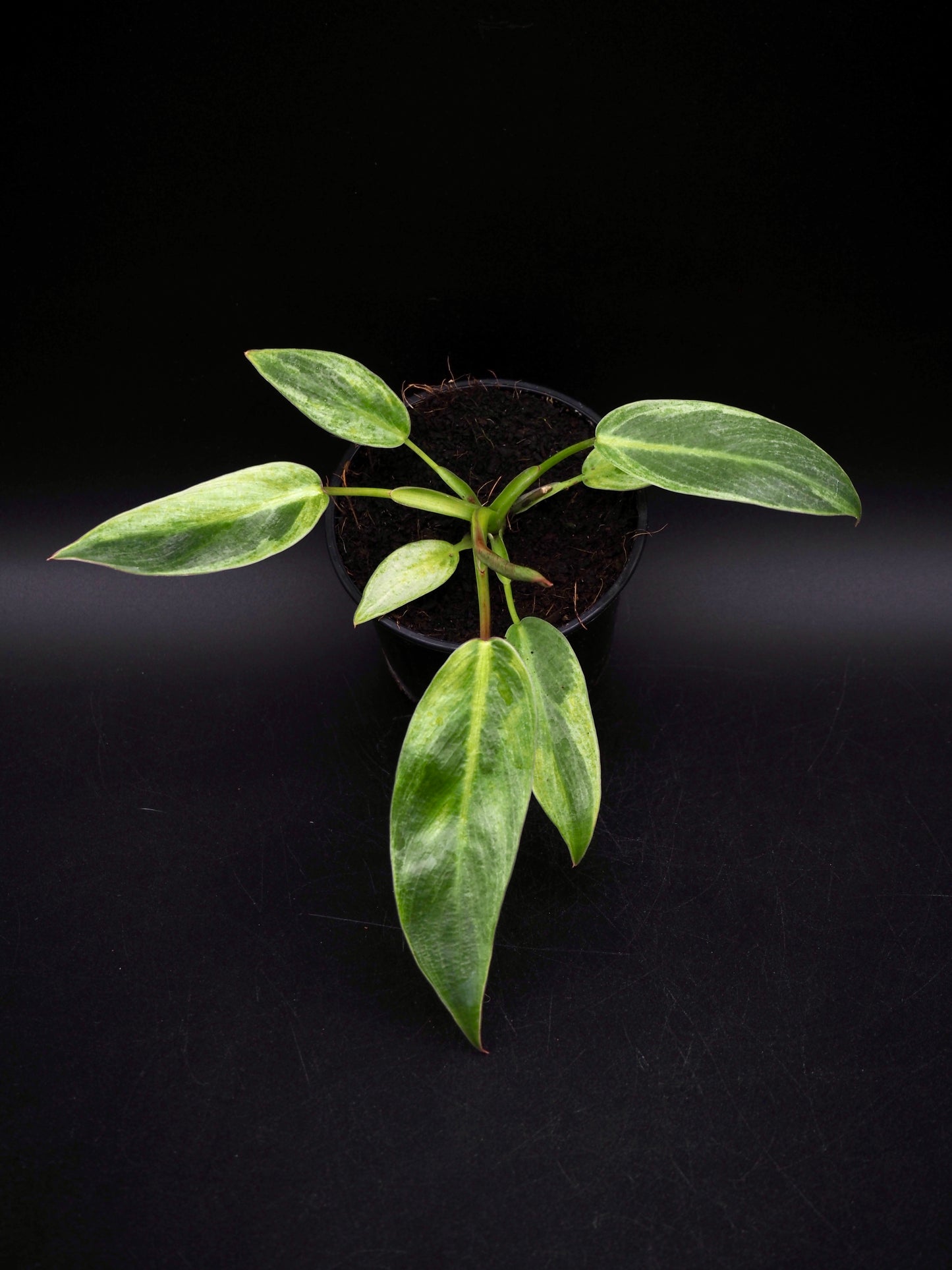 Philodendron Spiritus Sancti Variegata