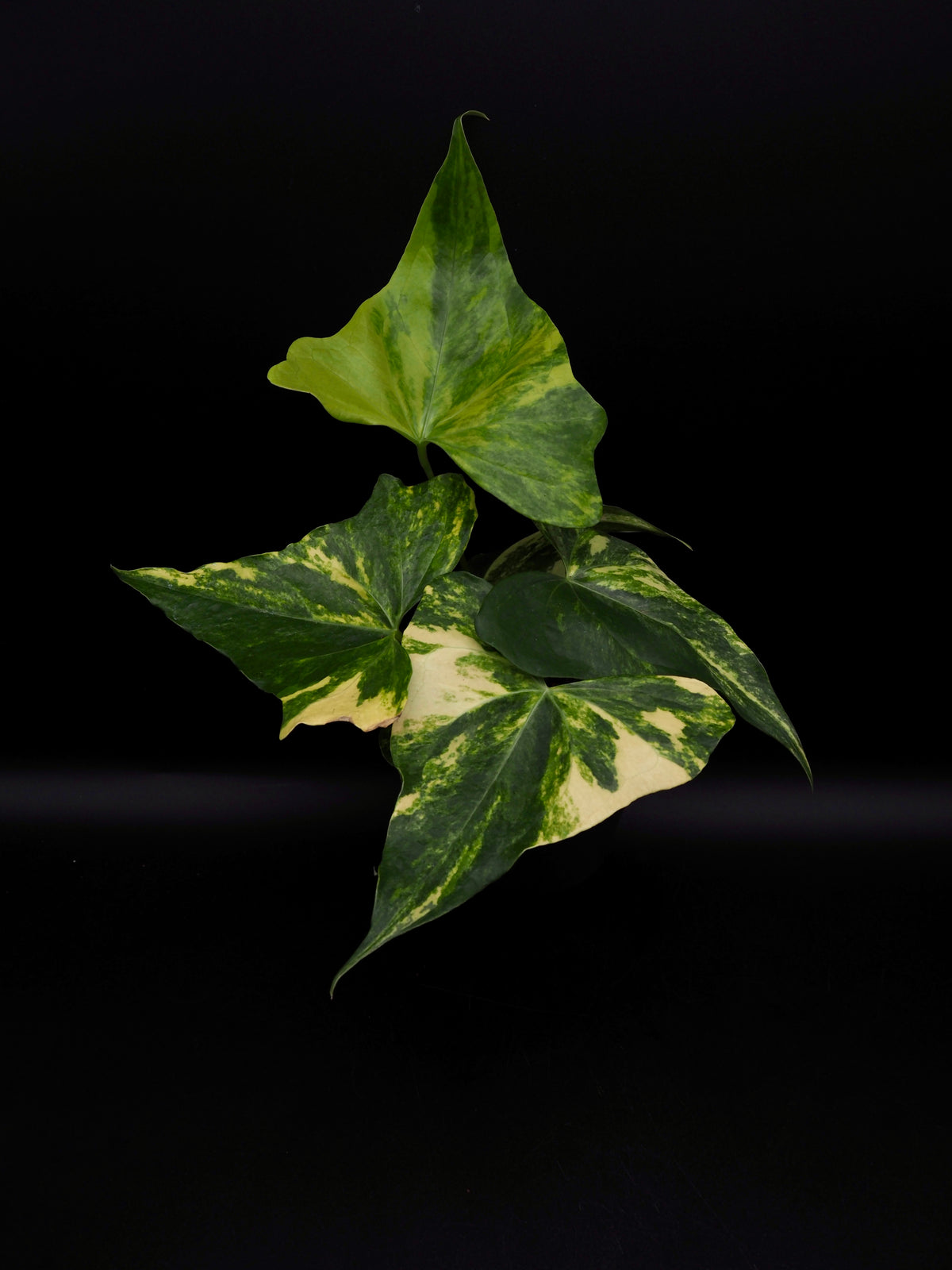 Anthurium Pterodactyl Variegata