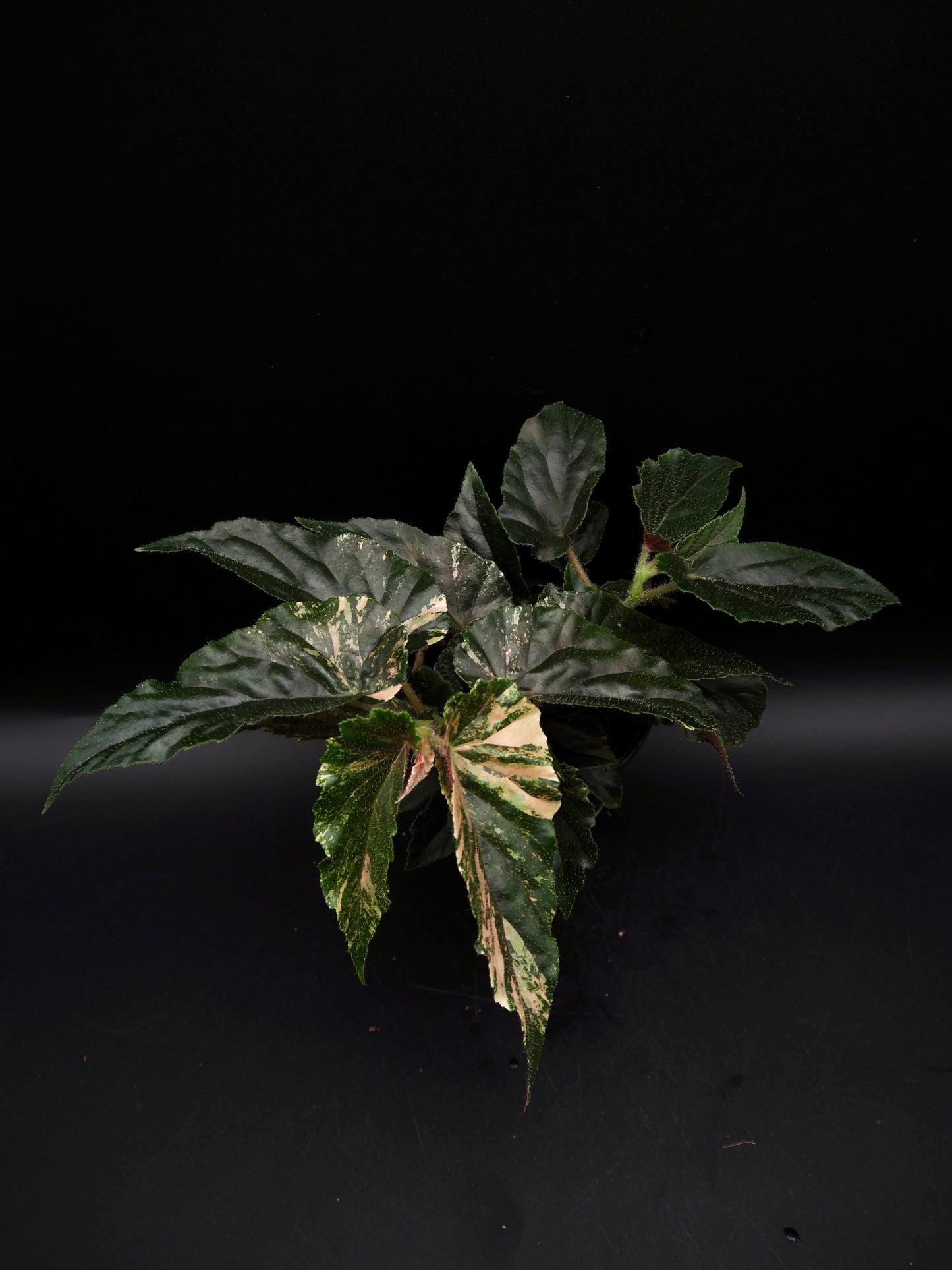 Begonia Ginny Galaxy