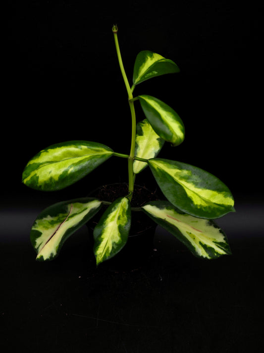 Hoya Maharani Variegata