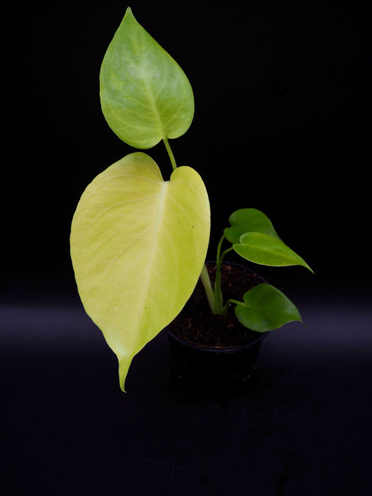 Monstera Citron Vert