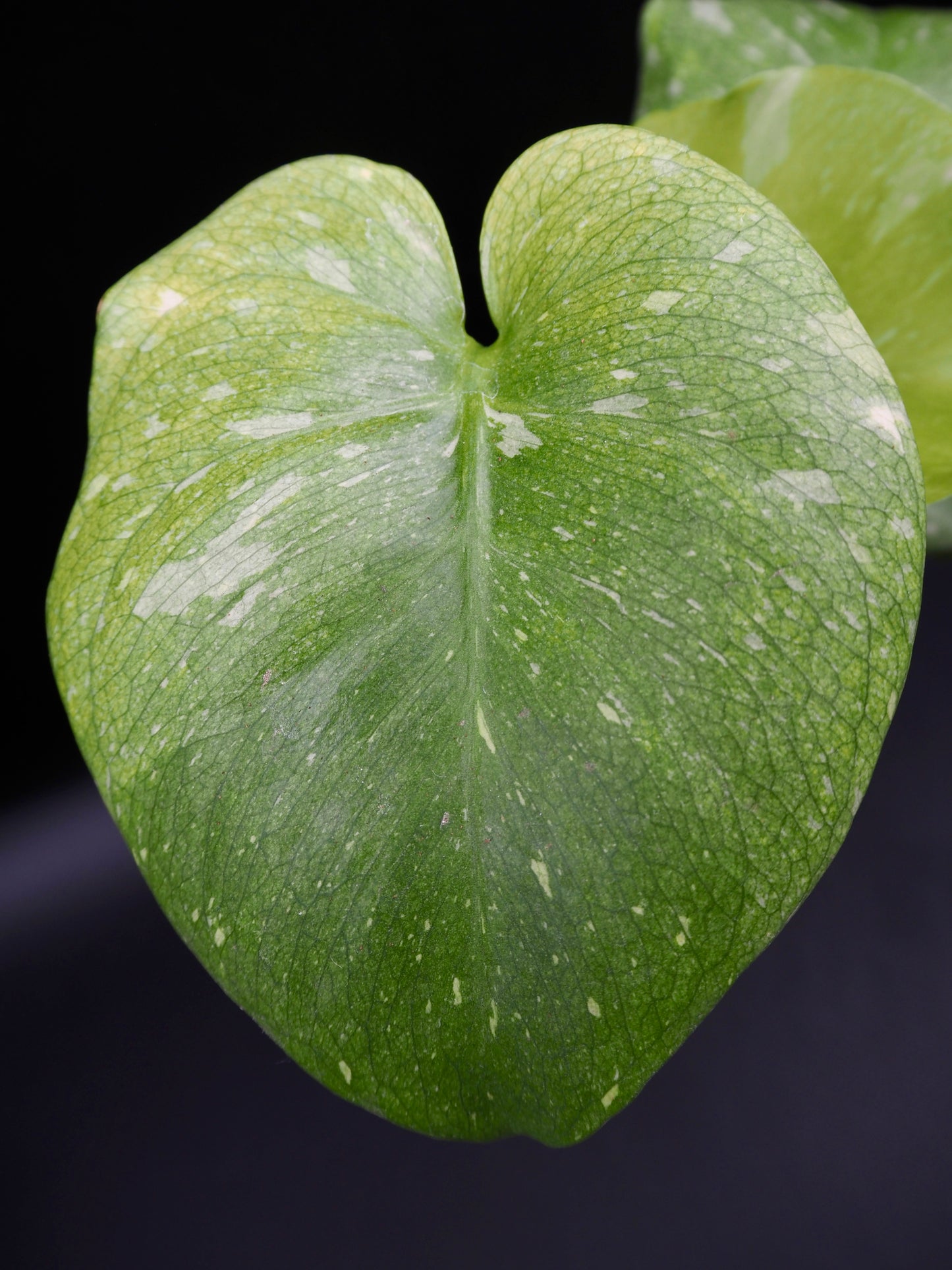 Monstera Thai Constellation Mint