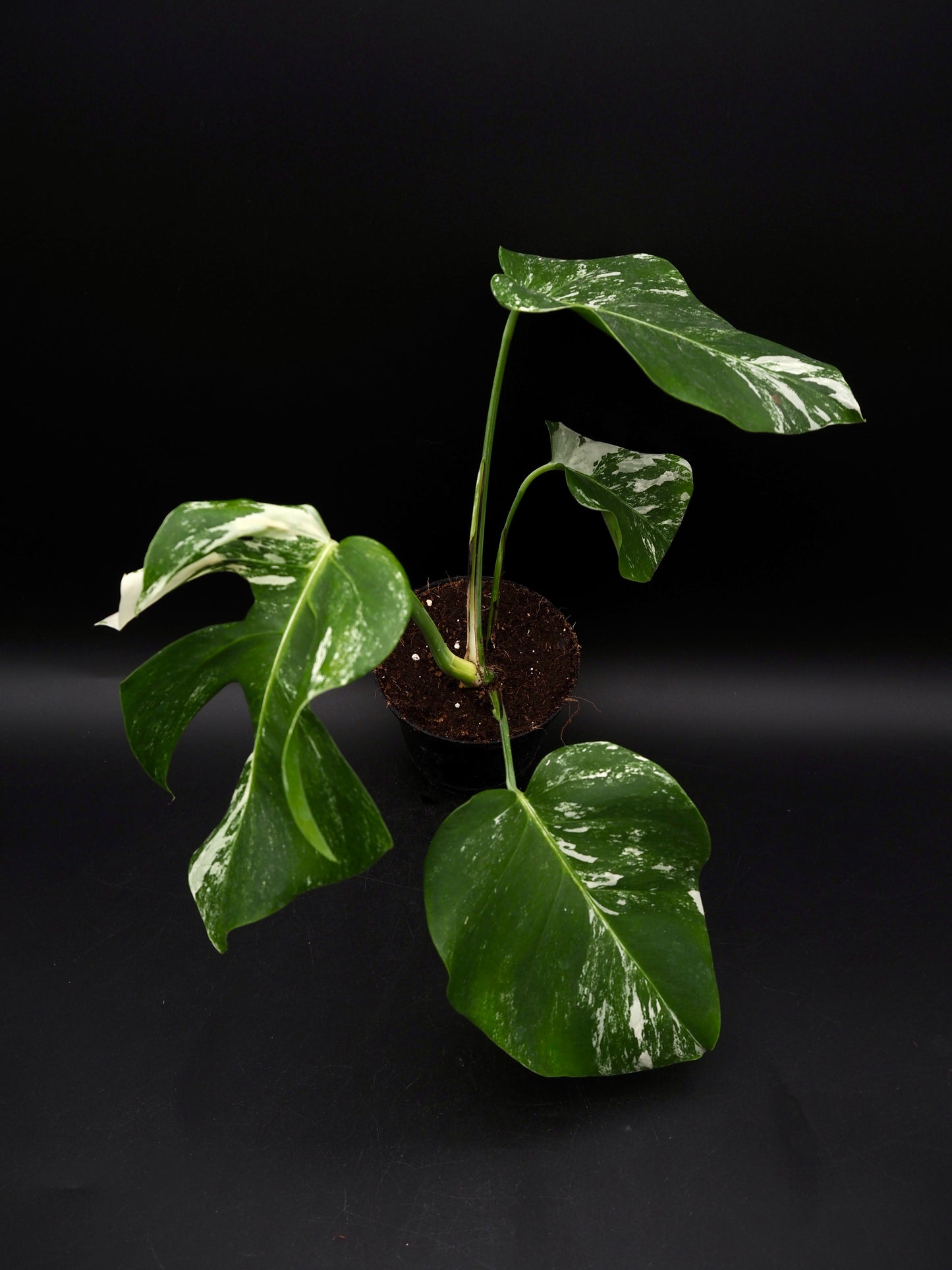 Monstera Borsigiana Albo Variegata