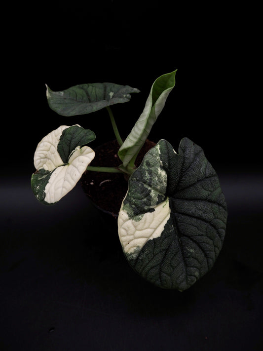 Alocasia Melo Albo