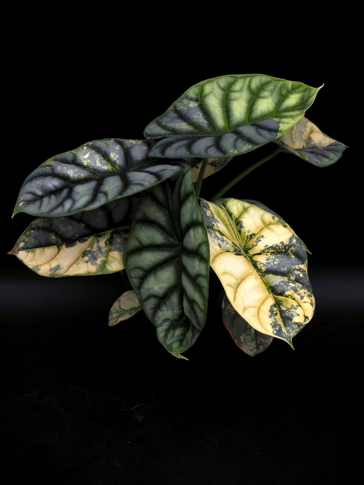 Alocasia Silver Dragon Aurea