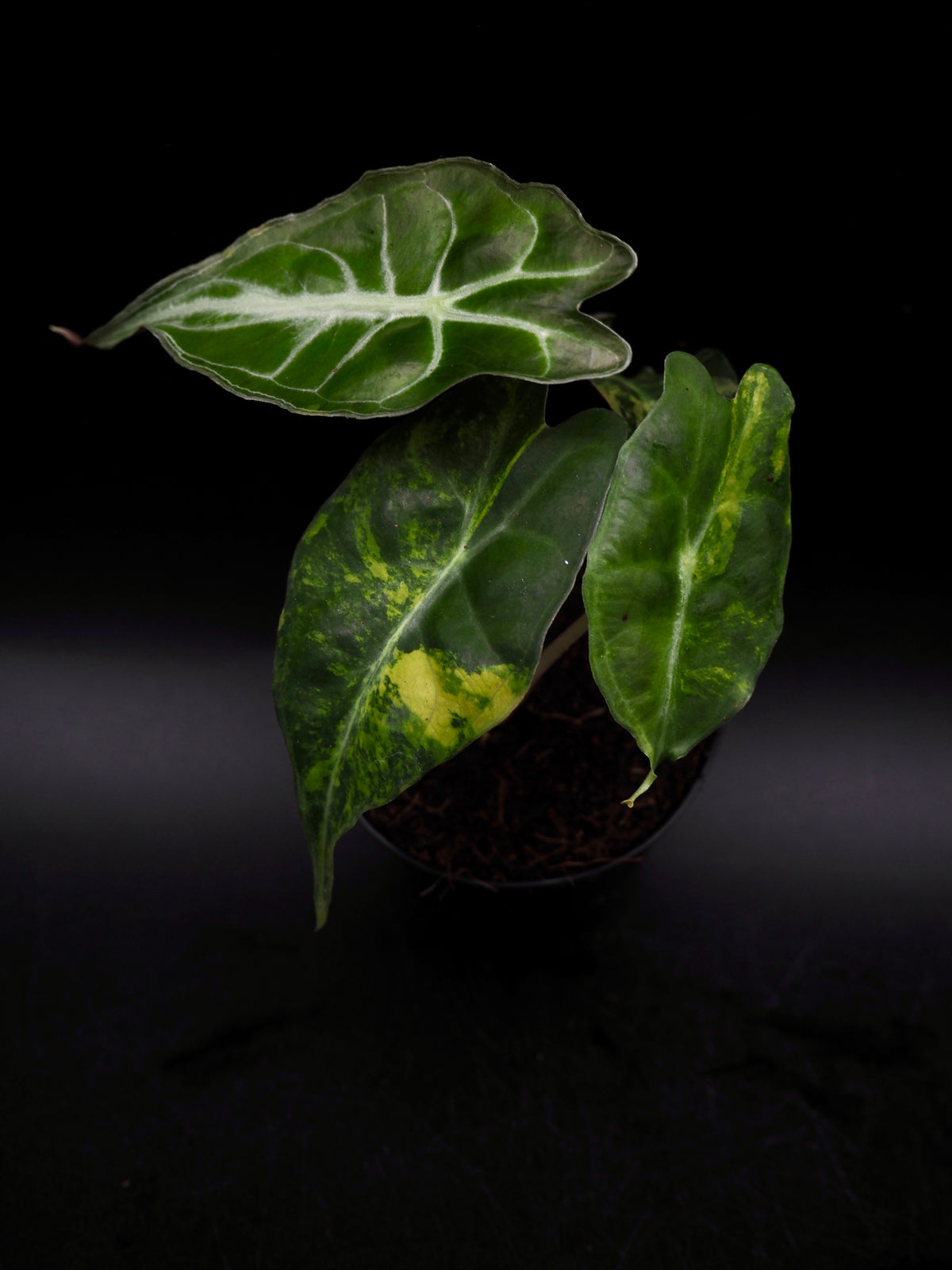 Alocasia Venom Aurea Variegata