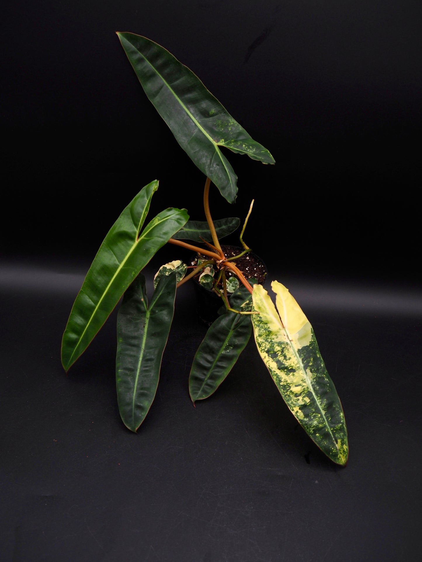 Philodendron Billietiae Variegata