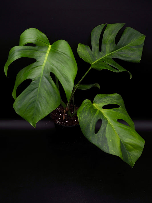 Monstera Borsigiana gog