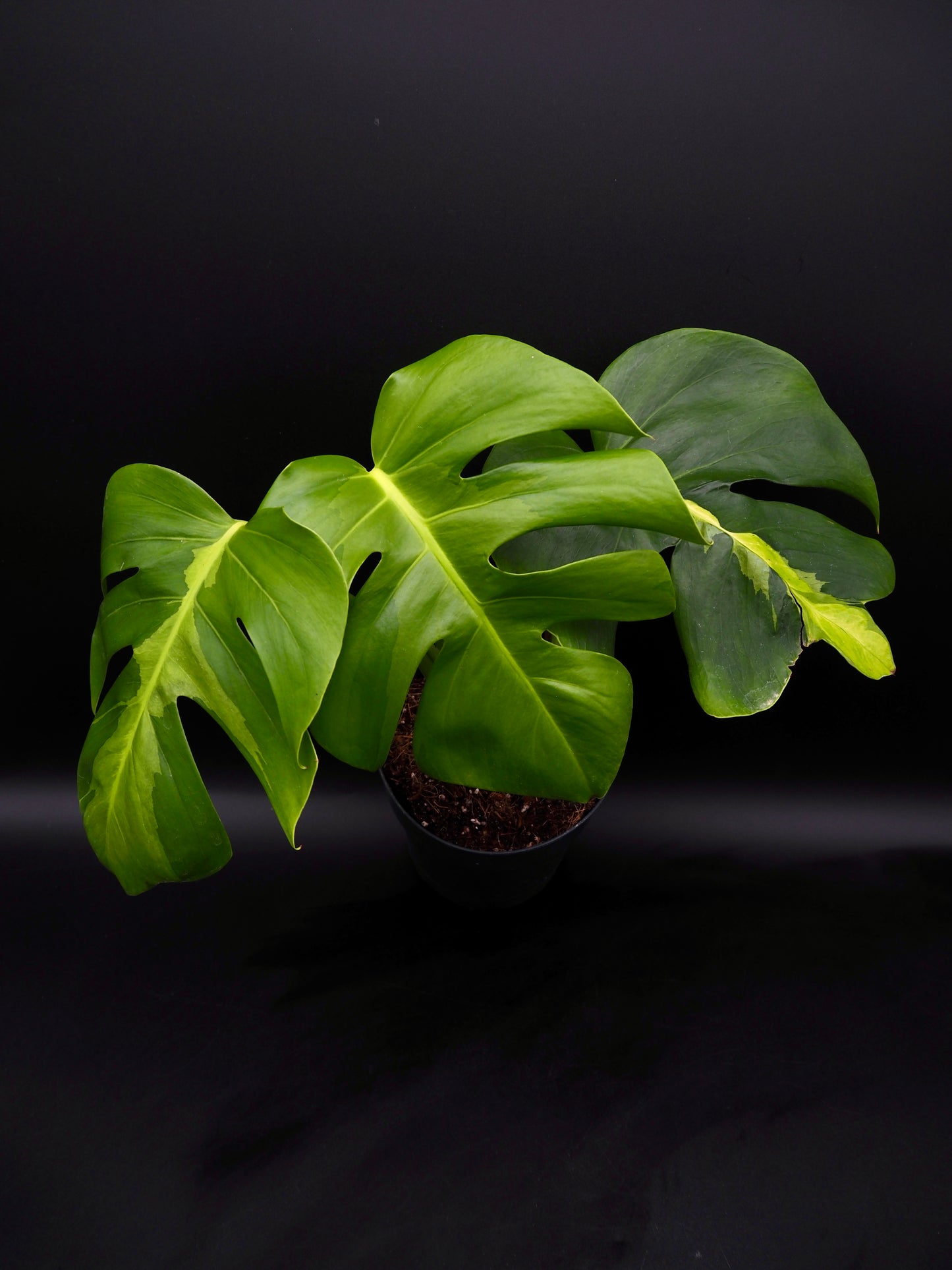 Monstera White Lava