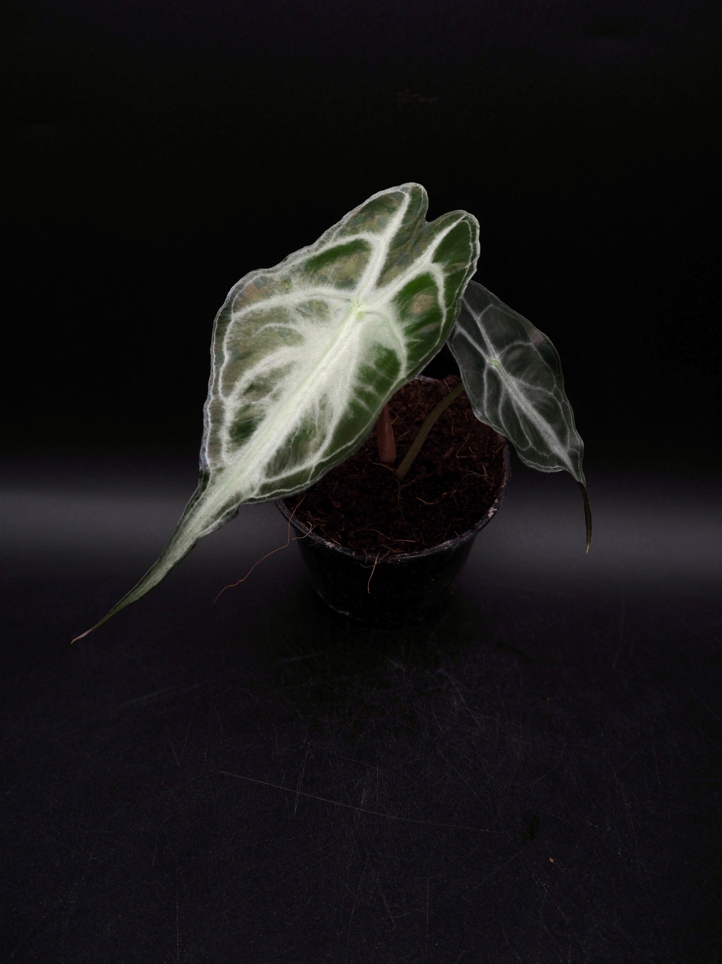 Alocasia Venom S