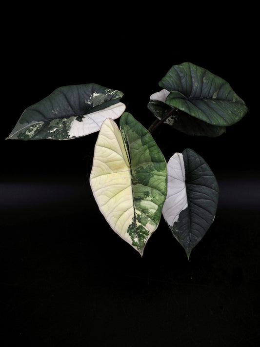 Alocasia Platinum Albo